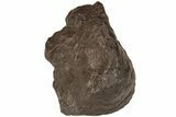 Chondrite Meteorite ( g) - Western Sahara Desert #222371-1